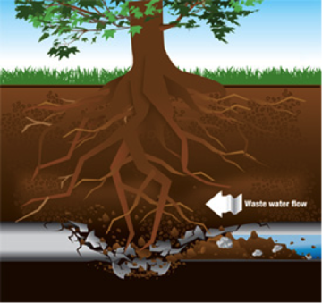 How To Fix Tree Root Intrusion In Your Pipes | Kelowna Plumbers | A1 ...