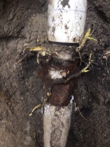 plumbing, sewer, excavation, tree intrusion
