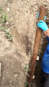 plumbing, excavation, tree root intrusion